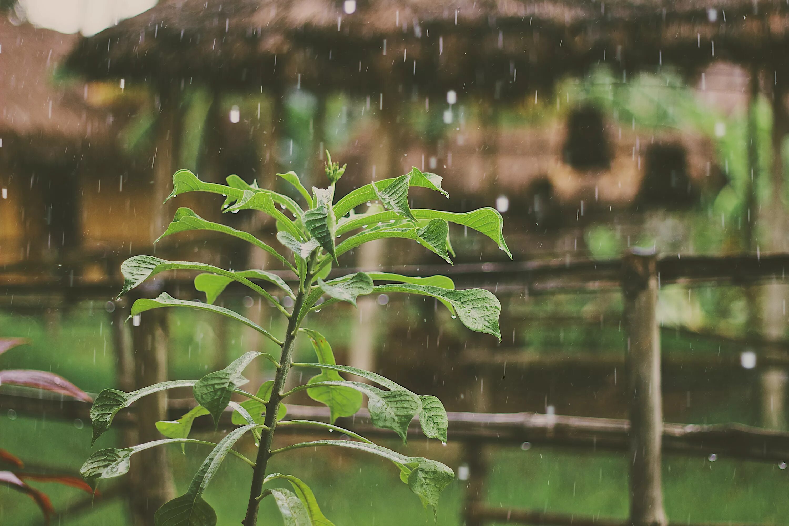Название после дождя. Летний ливень. Мокрое дерево. Растения под дождем. Летний дождь.