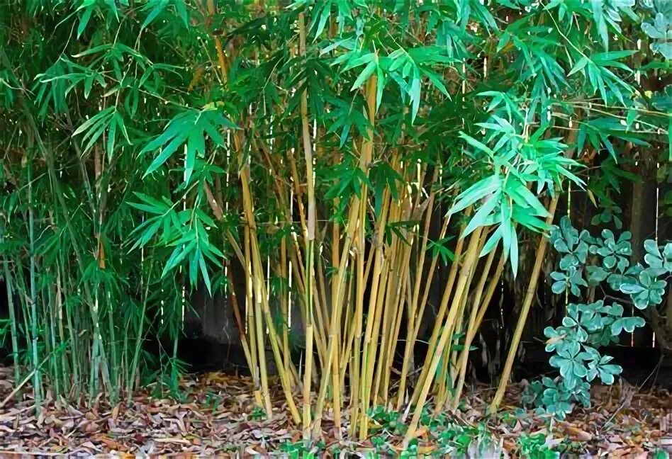 Big bamboo демо big bambooo com