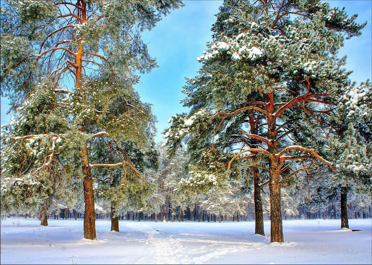 Сосновый лес зимой. Зимние сосны. Сосна зима. Кедр зимой.