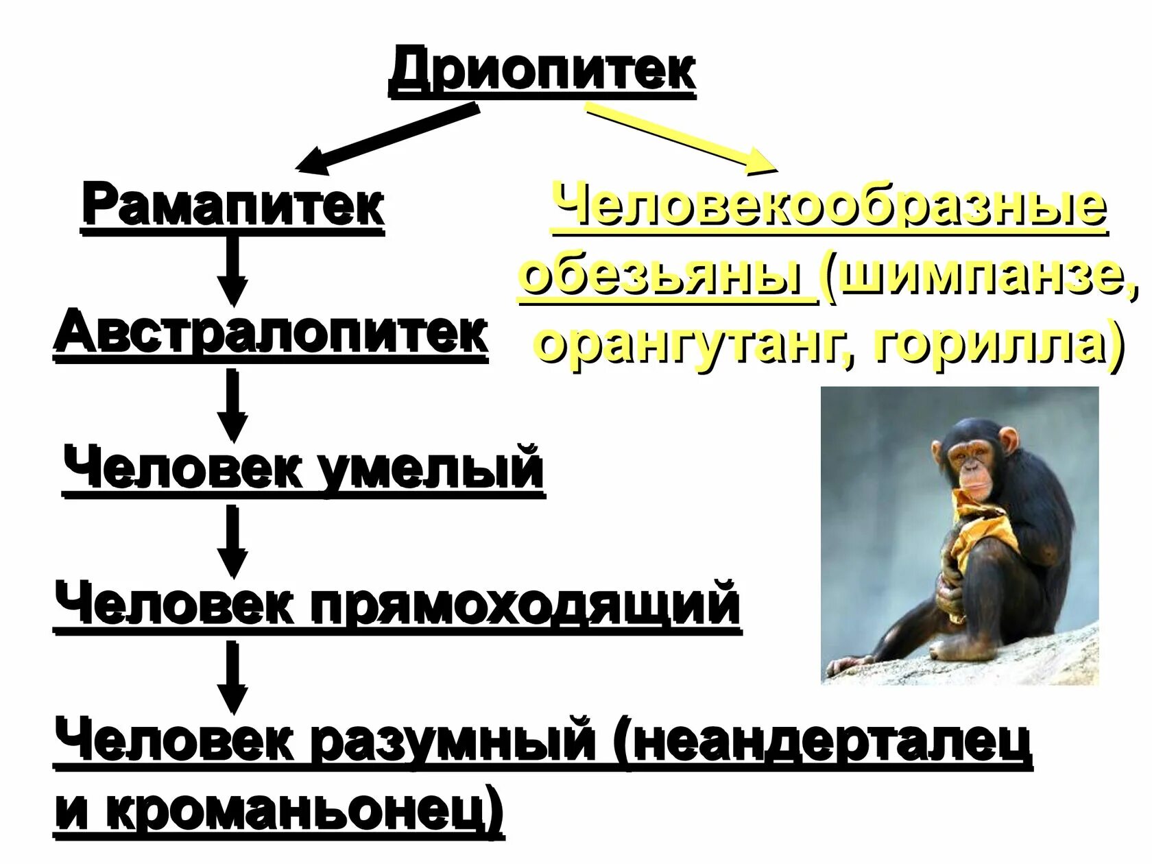 Установите последовательность стадий антропогенеза дриопитек. Эволюция человека дриопитек. Этапы эволюции человека дриопитек. Этапы антропогенеза дриопитеки. Эволюция человека рамапитек.