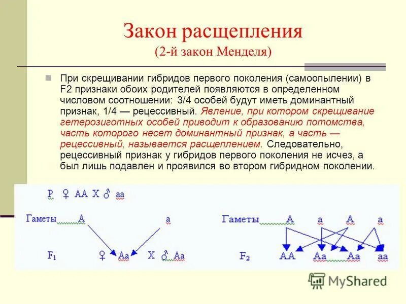 Анализирующее скрещивание ди гетерозиготы. Второй закон менделя закон расщепления. 2 закон менделя расщепление. Наследование сцепленное с полом генетическая схема. Менделя 2-й.