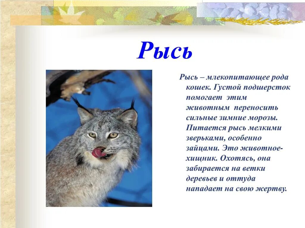 Факты о животных лесных зон. Интересные факты о рыси. Доклад про зверей. Доклад о животных леса. Тема рысь