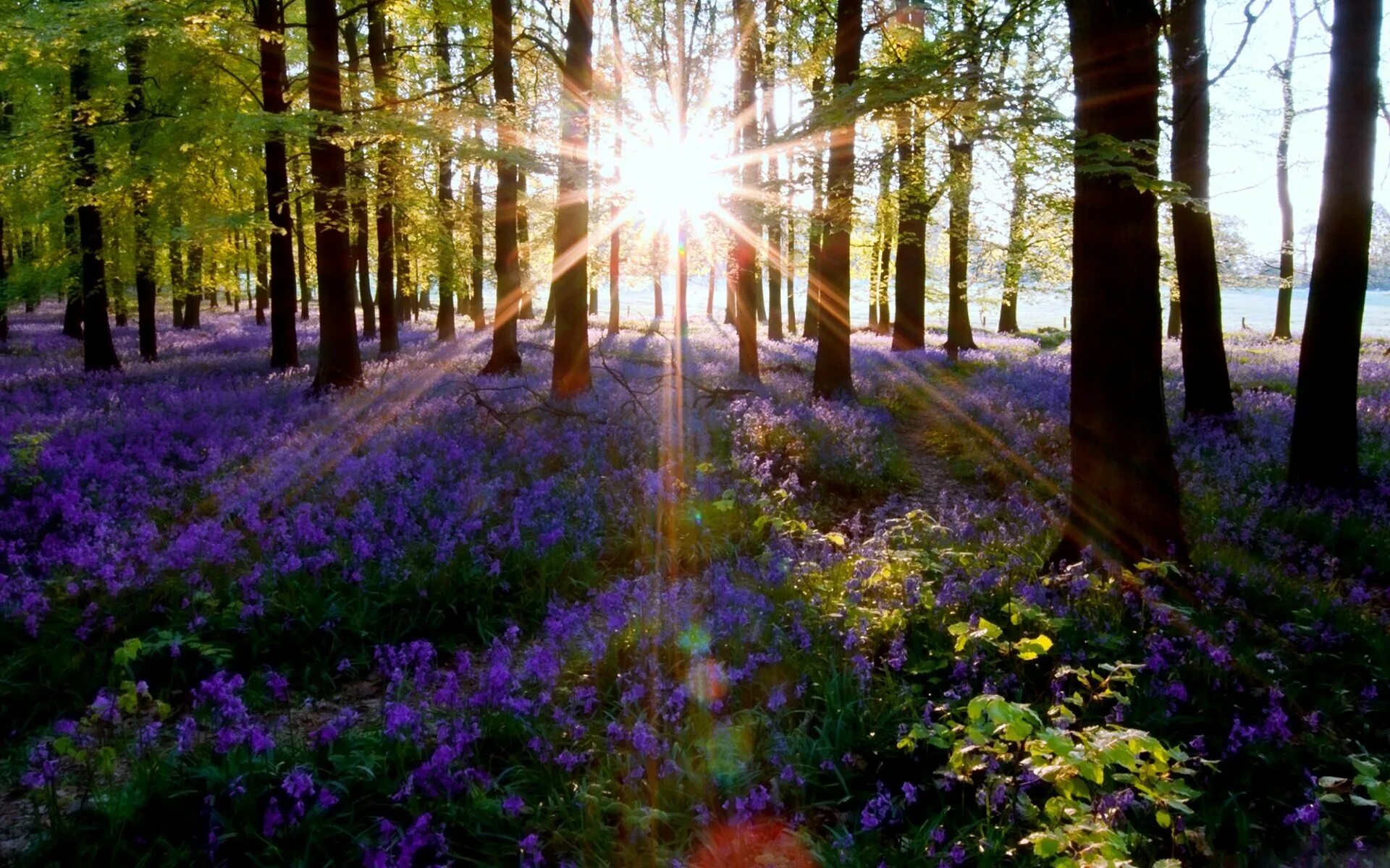 В лесу на солнечной полянке. "Солнце в лесу". Лес весной. Утро в лесу. Солнечный день в лесу.