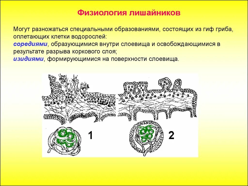 Клетки водорослей образованы. Соредии и изидии лишайника. Размножение соредиями и изидиями. Лишайники размножение. Размножение лишайников вегетативное изидии.