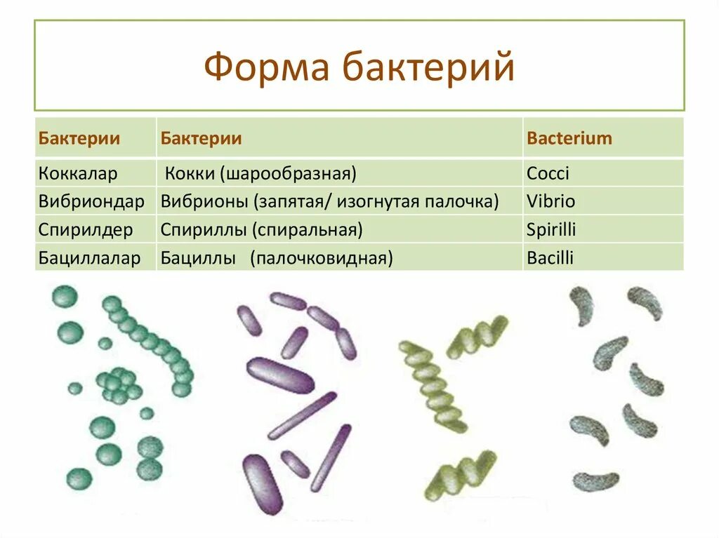 Бактерии примеры 7. Формы бактериальной клетки и их названия. Формы бактериальных клеток 5 класс биология. Формы клеток бактерий 5 класс биология. Формы бактериальных клеток микробиология.