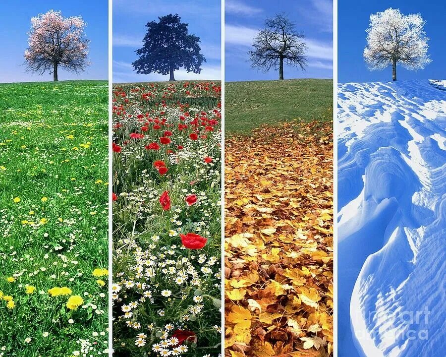 Seasons trees. Seasons trees