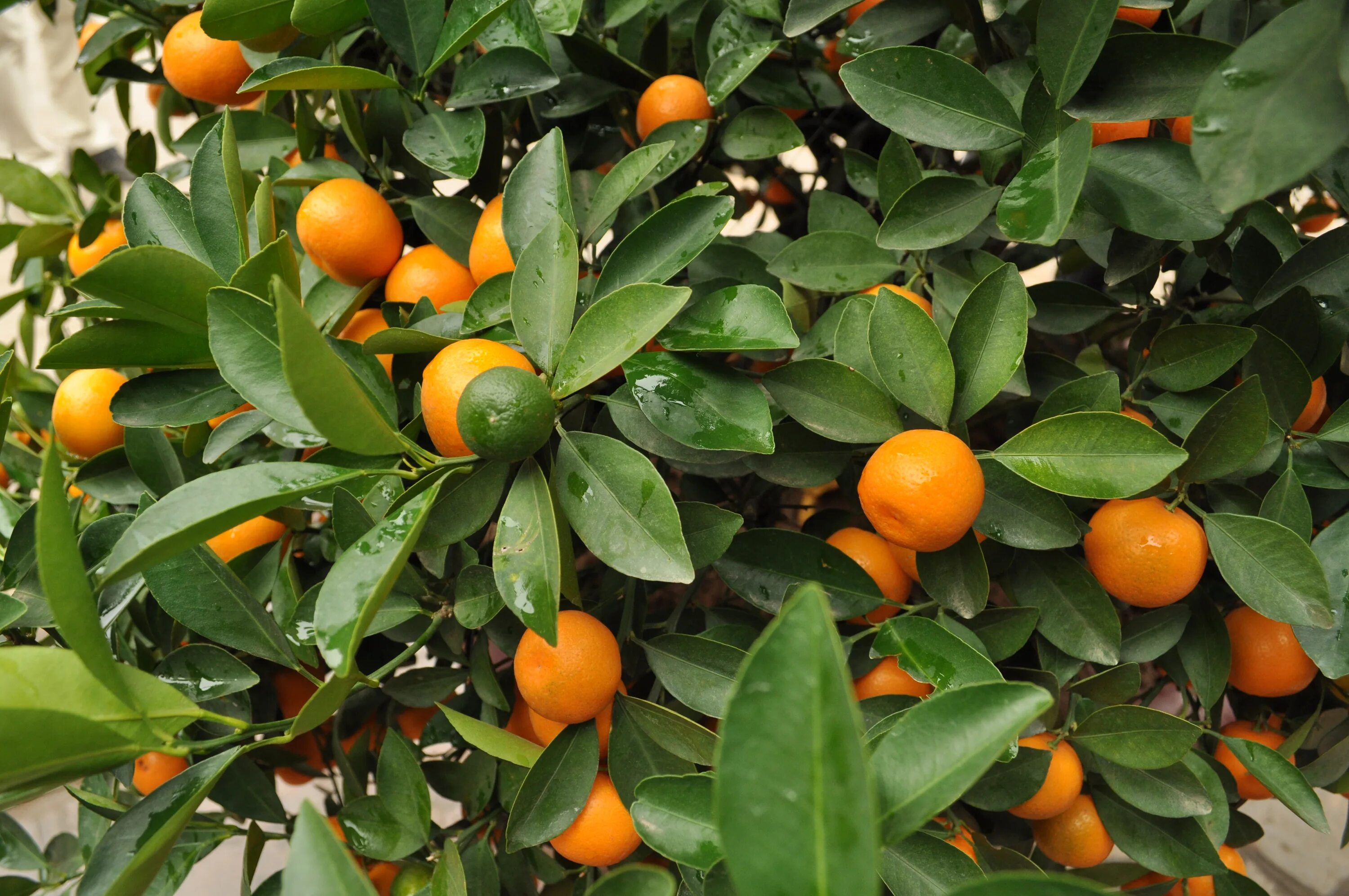 Мандаринов лес. Мандарин уншиу. Мандарин уншиу дерево. Мандарин Citrus reticulata Blanco. Мандариновое дерево на Кавказе.