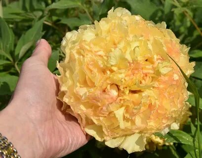Пион золотая корона