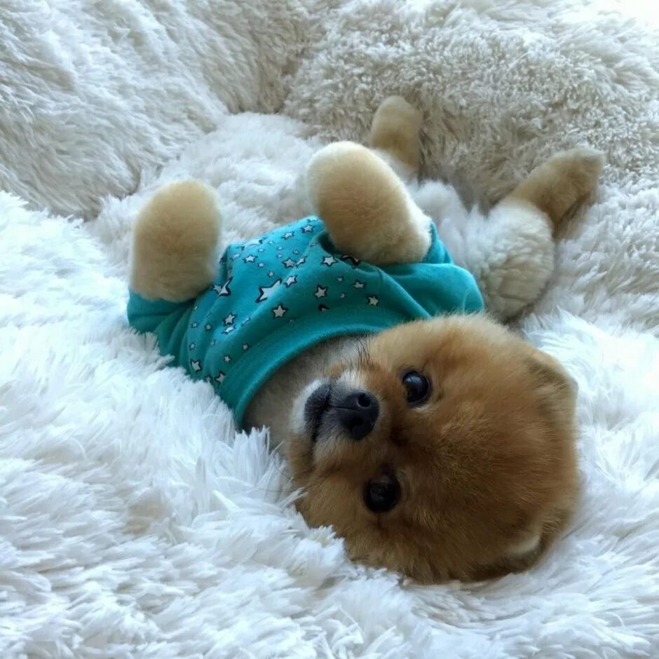 Где щеночки. Померанский шпиц jiffpom. Померанский шпиц Teacup Dog. Померанский шпиц Пуппи. Про маленького щенка.