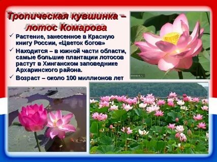 Почему лотос занесен в красную