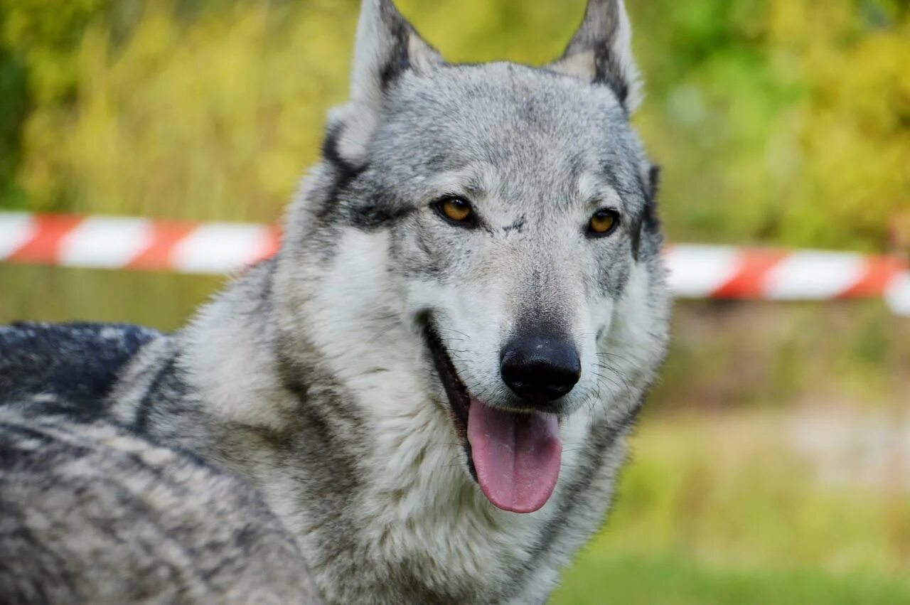 J wolf