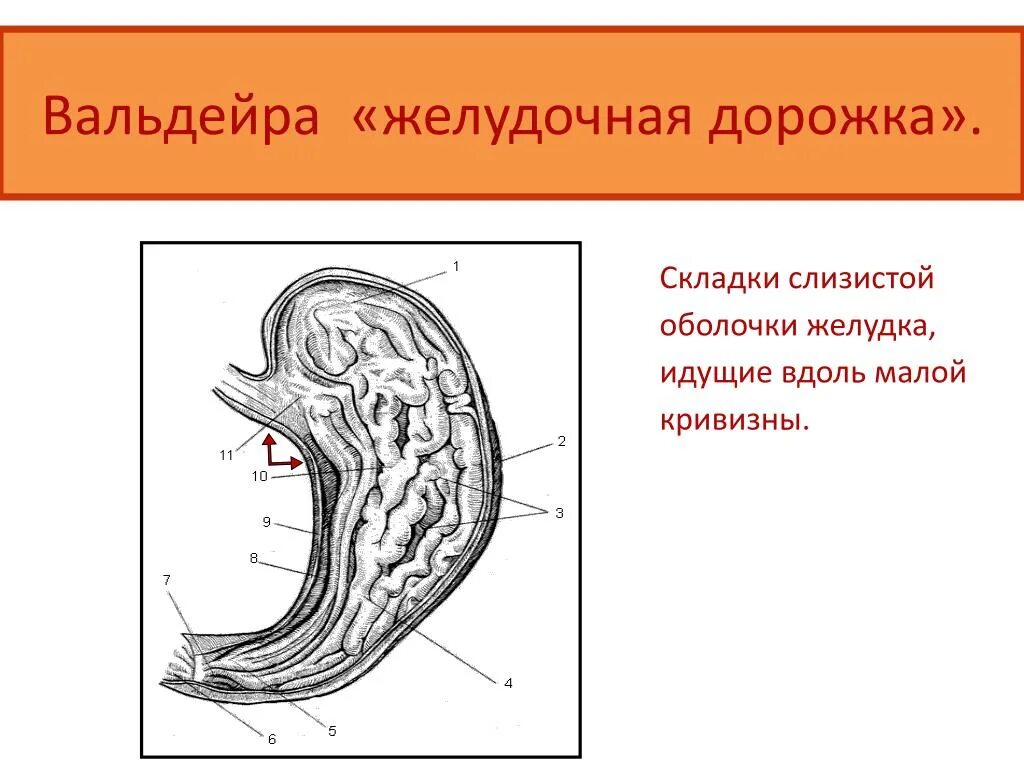 Складки слизистой продольно. Желудочная дорожка Вальдейера. Складки малой кривизны желудка. Складки слизистой оболочки желудка. Пищевая дорожка желудка.