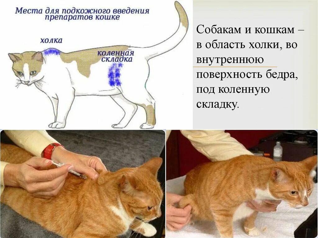 Укол внутримышечно коту схема. Внутримышечный укол кошке.