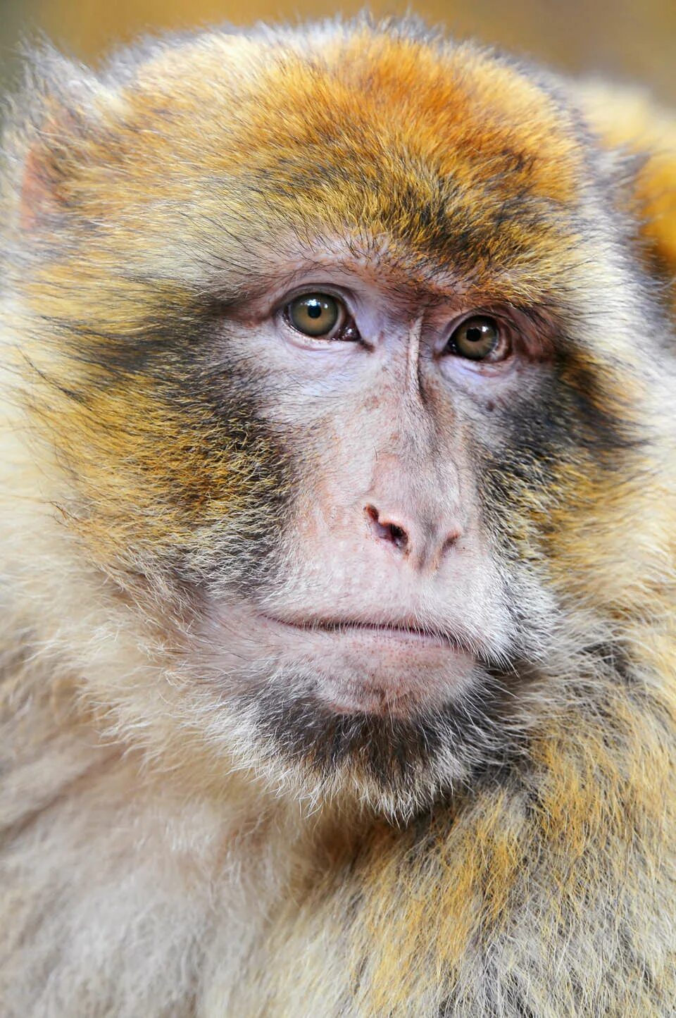 Породы обезьян названия. Макак Давида мартышковые. Рокселланов ринопитек. Макак Джимми. Редкие виды обезьян