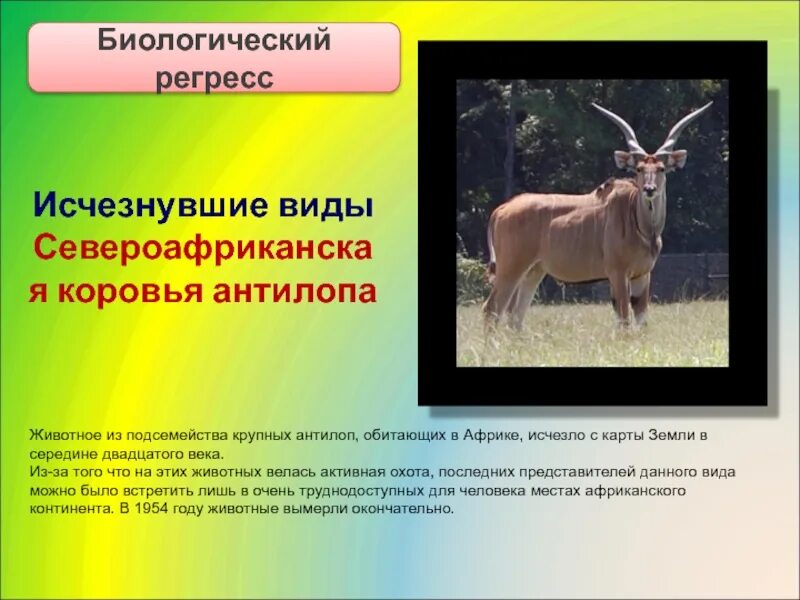 Виды регресса животных. Североафриканская коровья антилопа. регресс животных. биологический регресс животные. биологический регресс примеры животных.