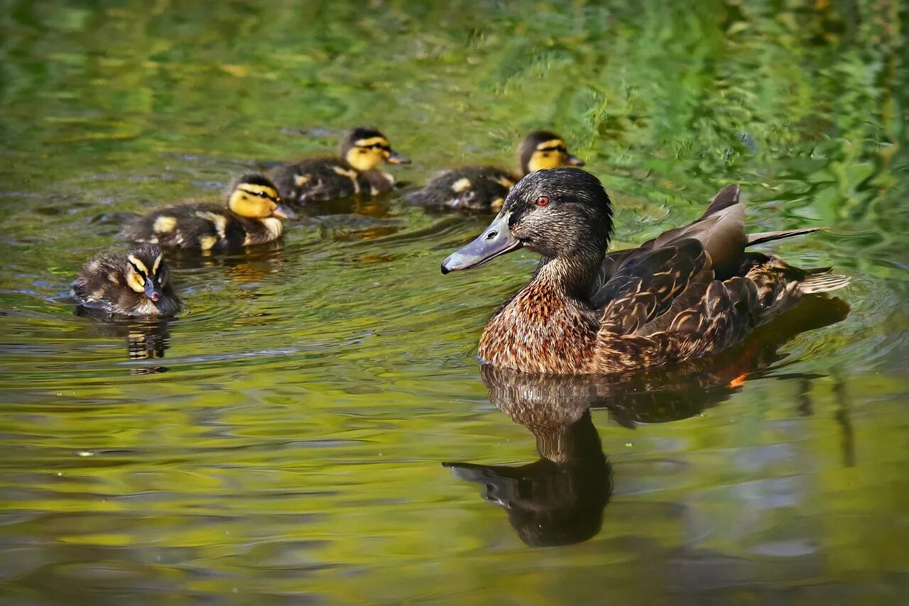 Водоплавающие водоемов