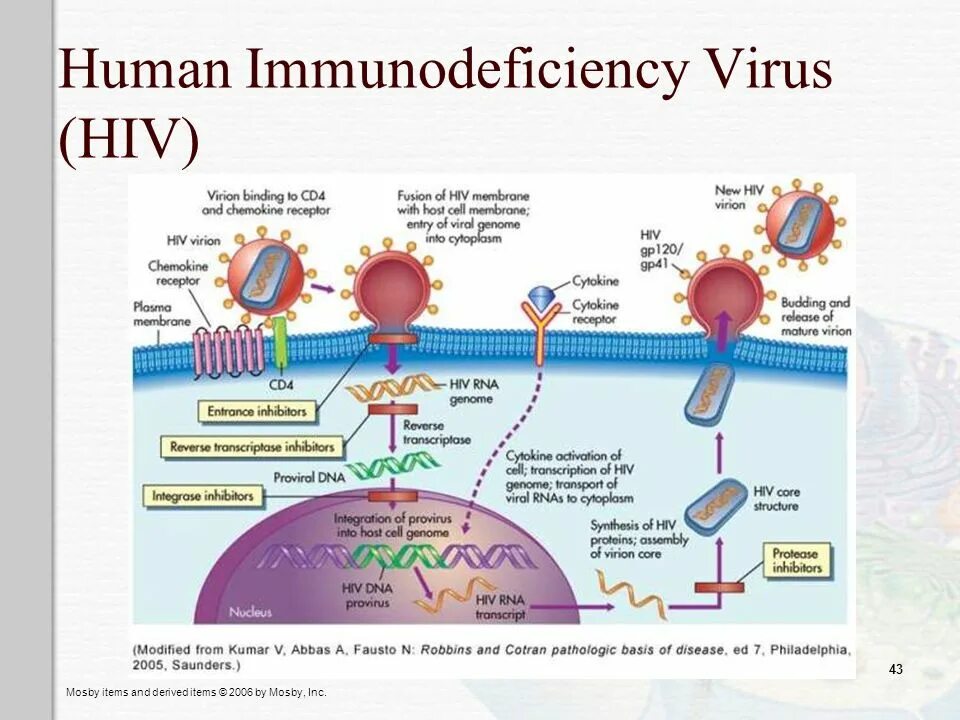 Human Immunodeficiency virus. HIV virus Binding to cd4 Results in. HIV-4 вирус. HIV structure. Human immunodeficiency