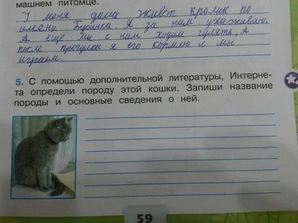 Окружающий мир 2 класс породы. Про кошек и собак 2 класс окружающий мир. Общий план рассказа о домашнем питомце. Определи породу этой кошки. План рассказа о домашних животных.