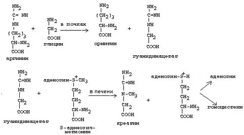 Особенности обмена и роль аргинина