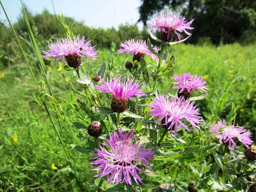 Василек теребовльский. Василёк Луговой. Василёк Луговой Centaurea jacea. Василек медонос. Медонос Василек шероховатый.