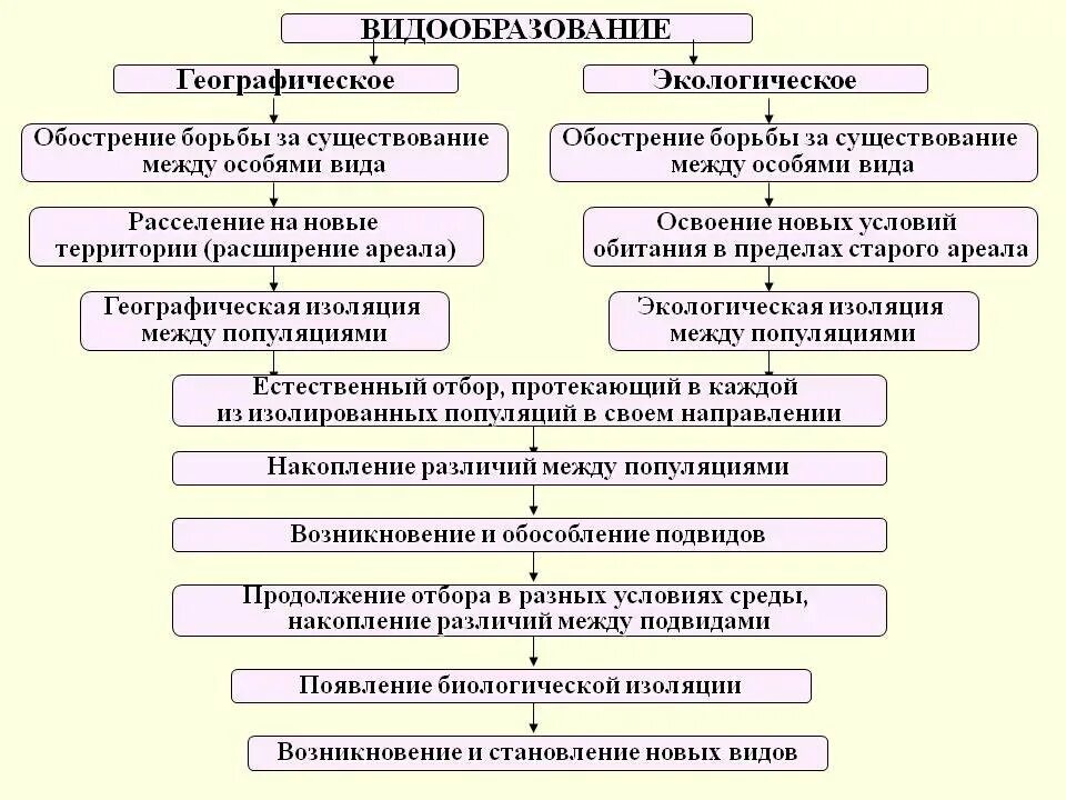 Этапы географической изоляции. Пути и способы видообразования таблица. Этапы экологического видообразования биология 9 класс. Основные этапы географического и экологического видообразования. Схема процесса видообразования.