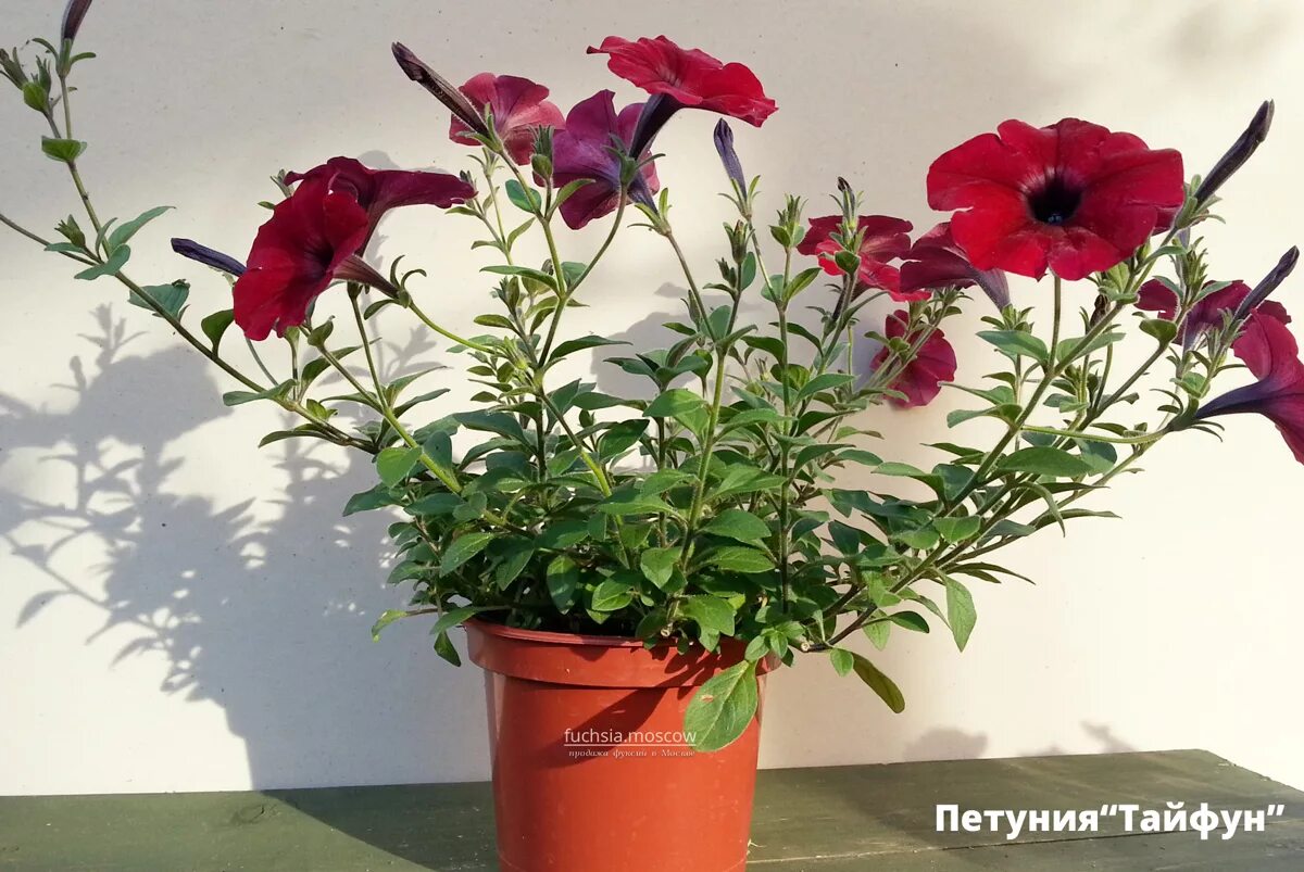 петунья каскадная тайфун. тайфун ред. тайфун ред. петуния тайфун ред велюр. петуния тайфун.