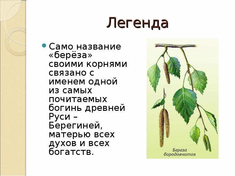 У березы есть цветки. Описание березы. Береза описание для детей. Береза дерево описание для детей. Берёза информация о дереве.