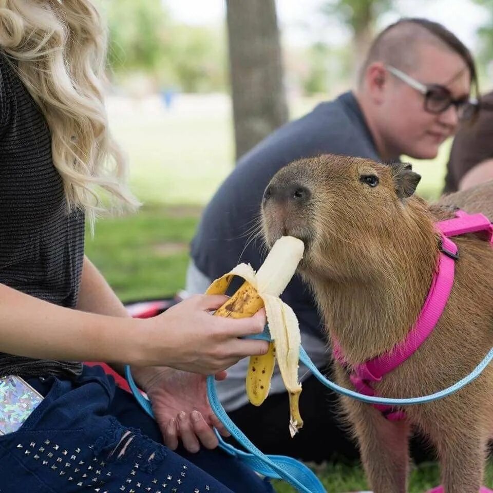 My pets capybaras. Капе пара. Капибара. Карликовая капибара. Капибара и человек.