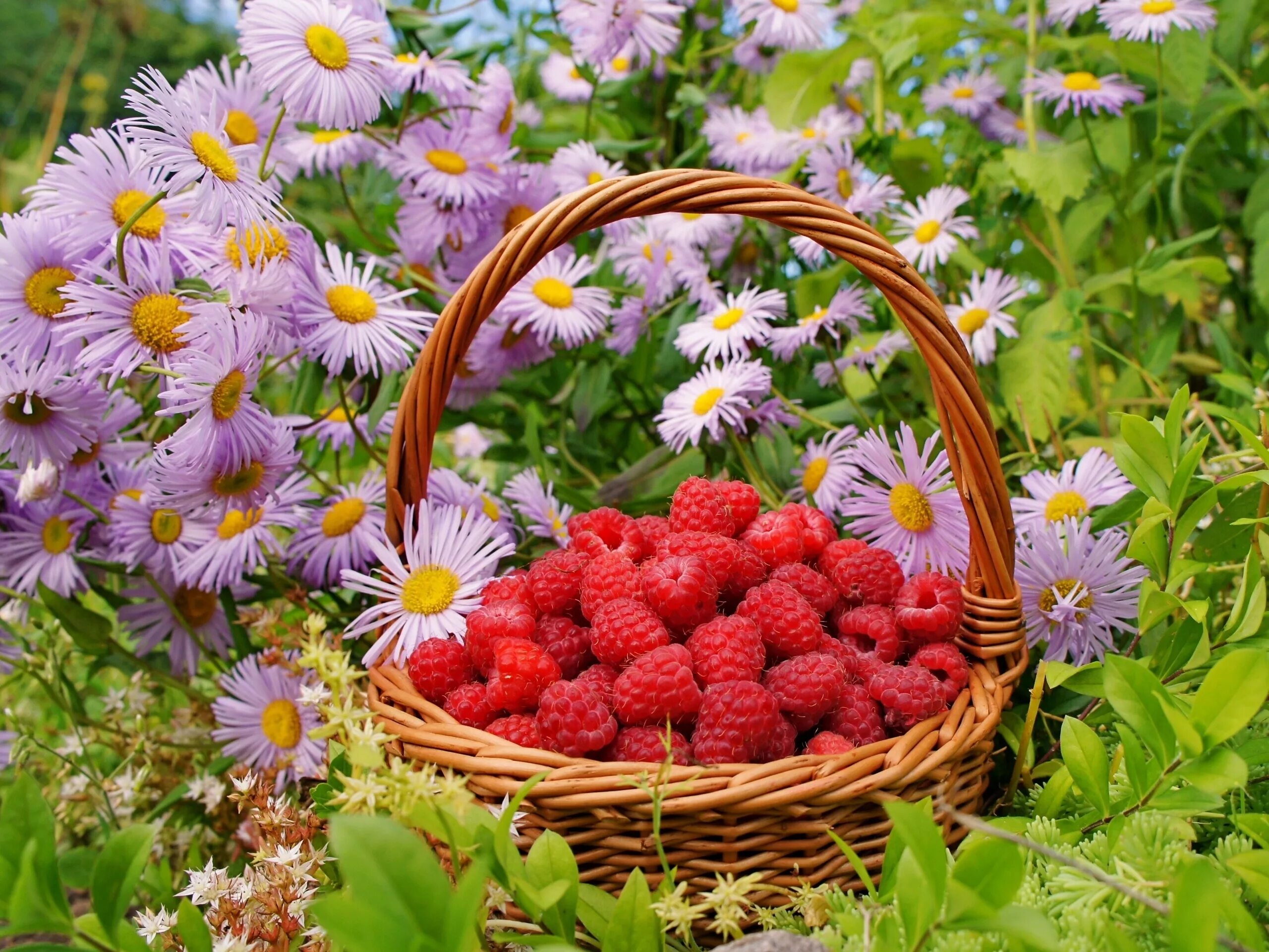 Летние цветы. Цветы и ягоды. Корзинка с ягодами. Ромашки и ягоды.