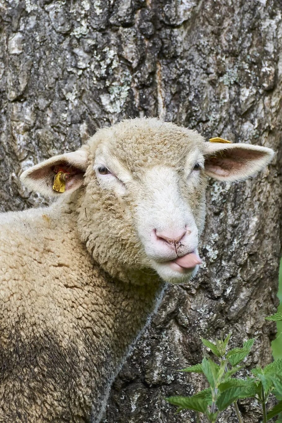 Tree sheep
