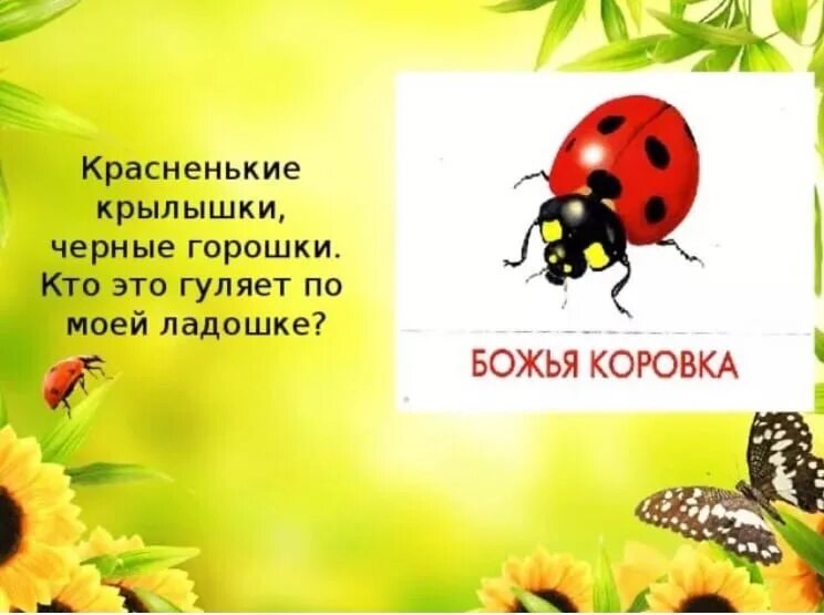 Божья коровка загадка