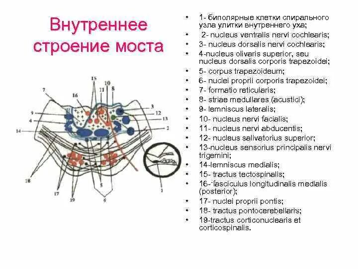 Ядра моста мозга. Поперечный срез моста головного мозга. Поперечный срез варолиева моста проводящие пути. Внутреннее строение варолиева моста схема. Строение моста на поперечном срезе.