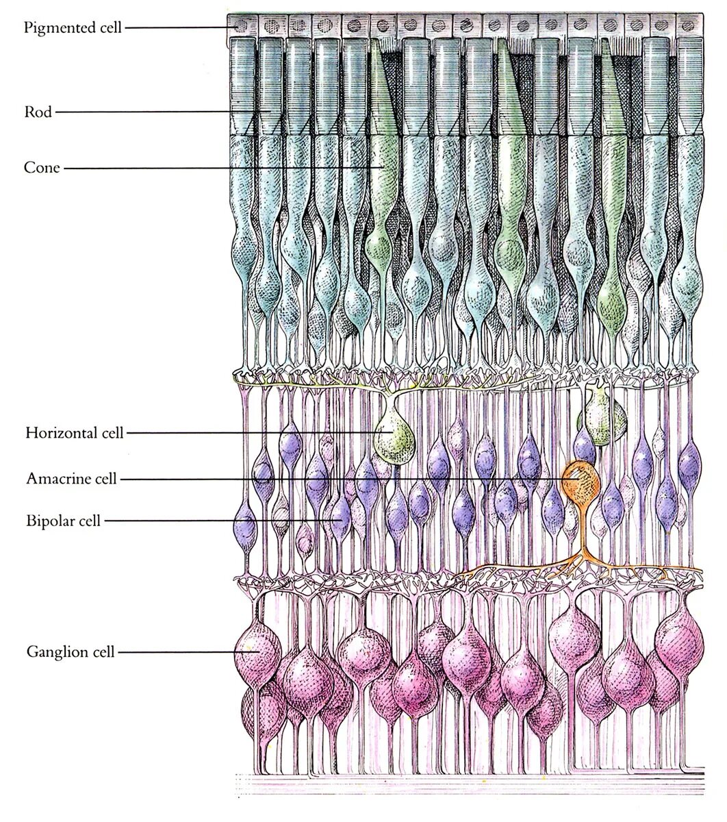 Строение сетчатки рисунок. Палочки и колбочки сетчатки глаза. Палочки и колбочки сетчатки строение. Палочки и колбочки сетчатки глаза гистология. Структура сетчатки глаза колбочки.