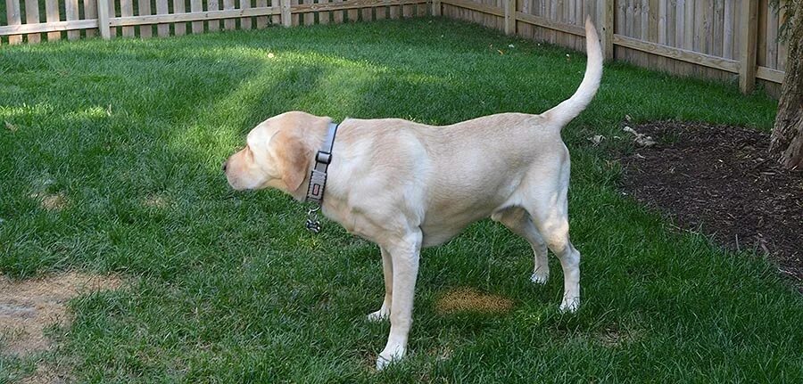Dog piss. Dog's urine marking. Pee пёс. Dog pee on Javelin.