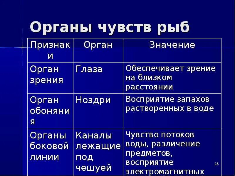 Внутреннее строение рыб таблица. Внешнее строение рыб таблица. Внешнее и внутреннее строение рыб таблица. Системы внутренних органов рыбы таблица.