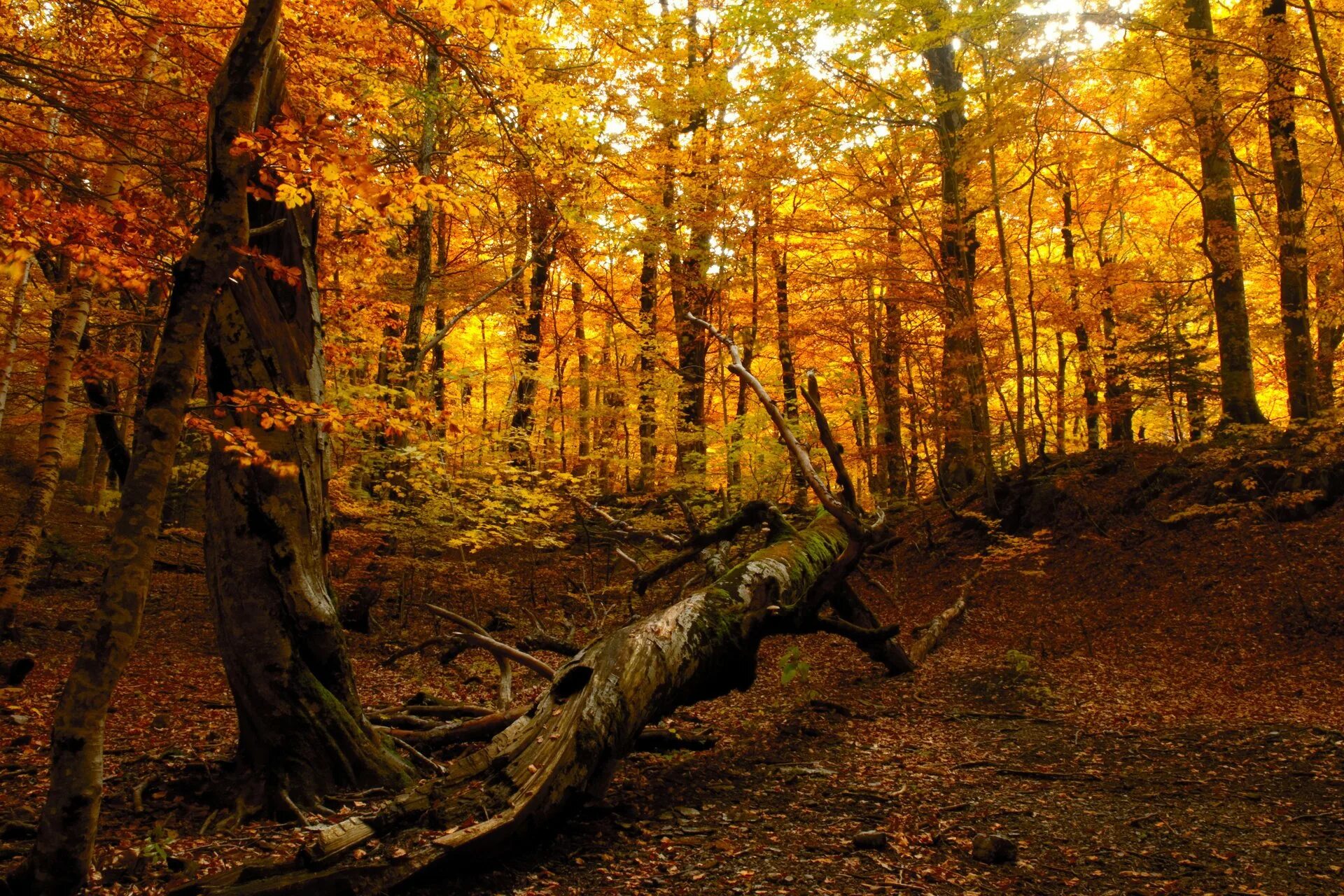Шишкин осенний лес. Осень в лесу. Лес осенью. Осеннее дерево.