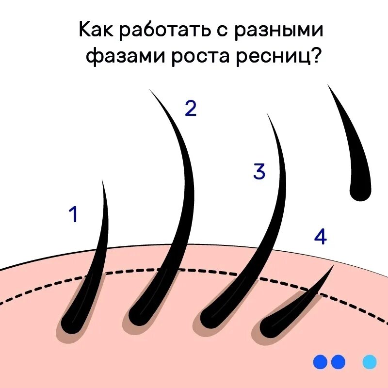 стадии роста ресниц наращивание. рост нарощенных ресниц. фазы роста ресниц при наращивании ресниц. густые ресницы. ресницы до и после восстановления.