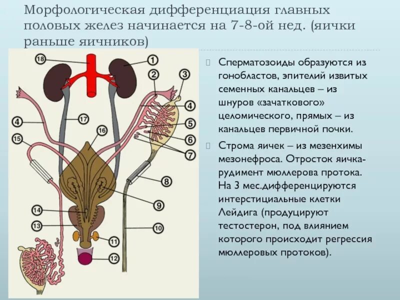 1 мужские половые железы. Половая система человека строение. Железы женской половой системы. Строение половых желёз. Морфологическая дифференциация.