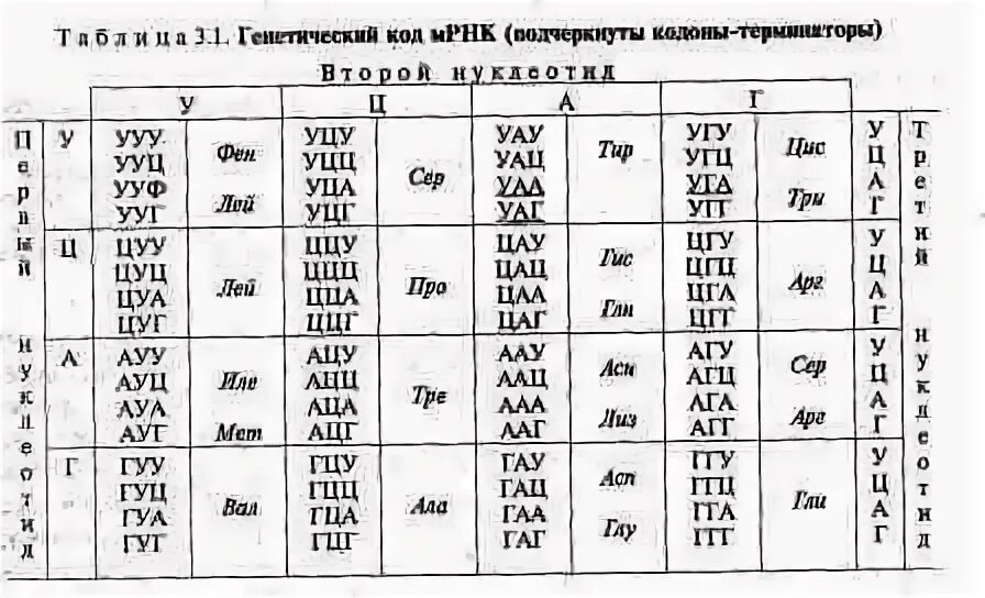 Какая последовательность аминокислот зашифрована следующей последовательностью. Какая последовательность аминокислот зашифрована следующей последовательностью