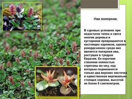 Полярная ива зона