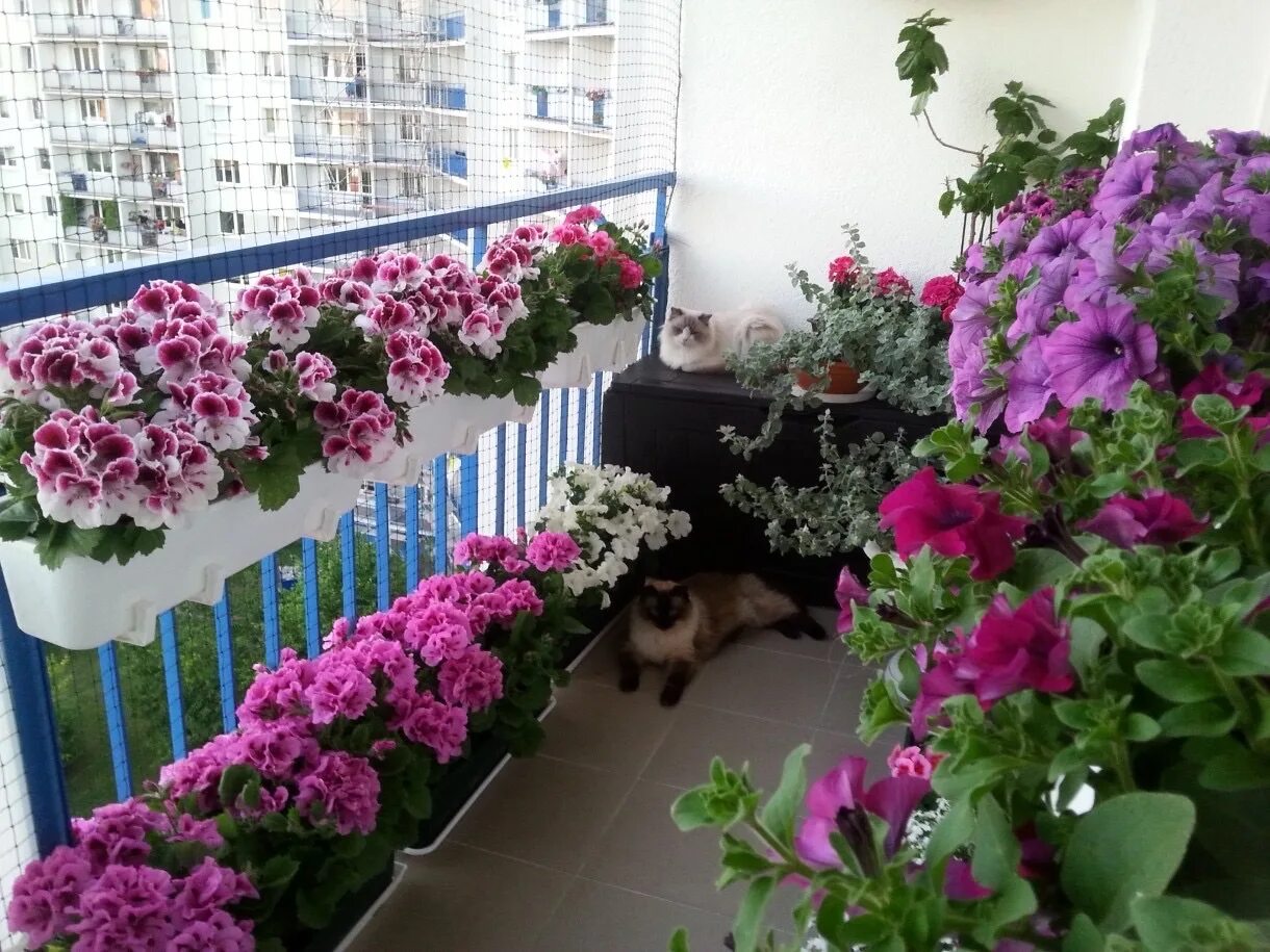 Петунии дома можно ли. Петуния ампельная балконная. Амперная петунья на балконе. Петуния цветы на балконе.