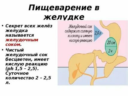 Какая рн среда в желудке человека