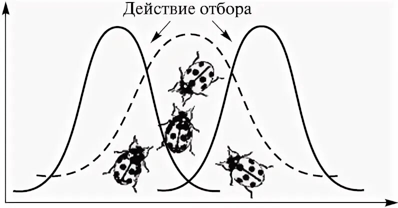 Движущий отбор Божьи коровки. У двухточечной Божьей коровки существует сезонный полиморфизм. Стабилизирующий отбор график. Стабилизирующий отбор рисунок.