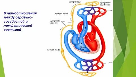 Сердечно сосудистая система лимфатическая система