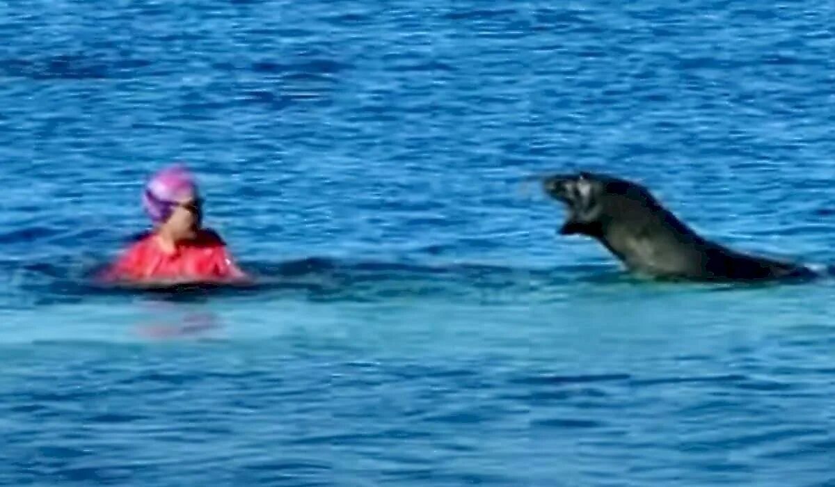 Морской нападение. Морские котики нападают на людей. Тюлень на пляже. Тюлень и морской котик. Тюлень нападает на человека.