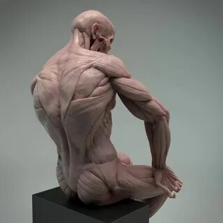Anatomy for artists