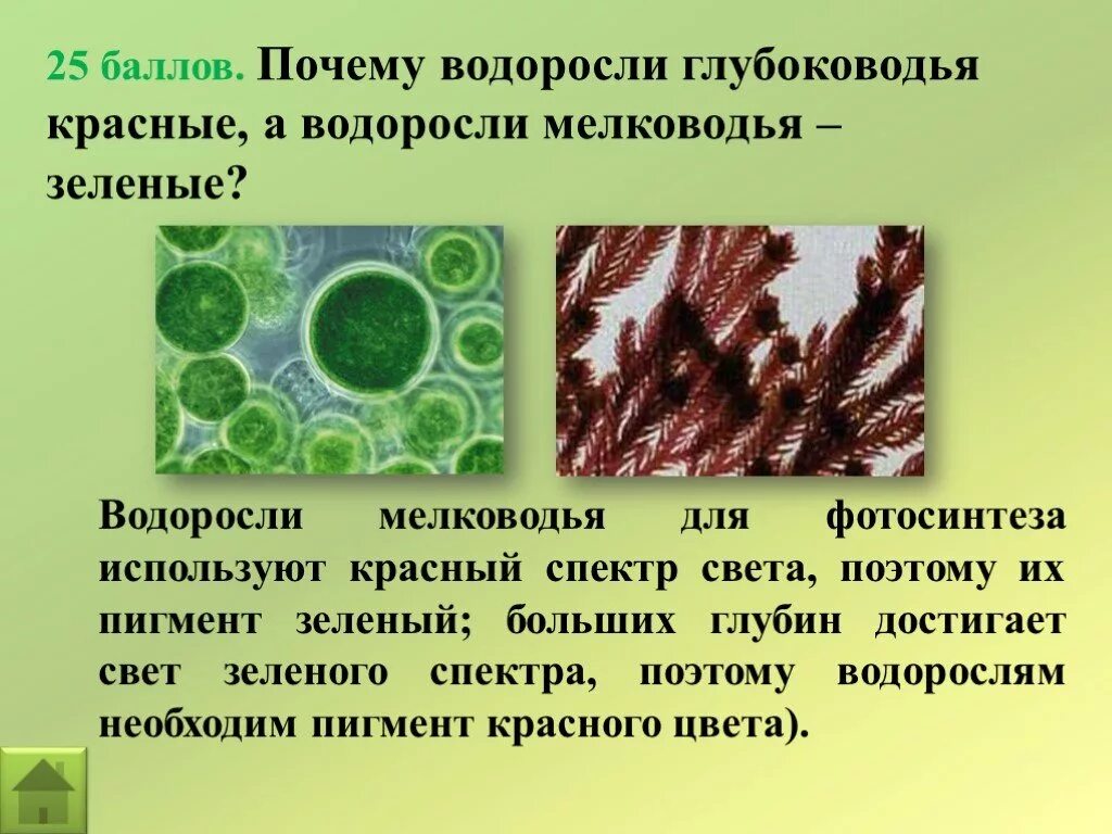 Почему водоросли красные. Прагменты зеленых водоросли. Фотосинтезирующие пигменты водорослей. Фотосинтез водорослей. Фотосинтетические пигменты красных водорослей.