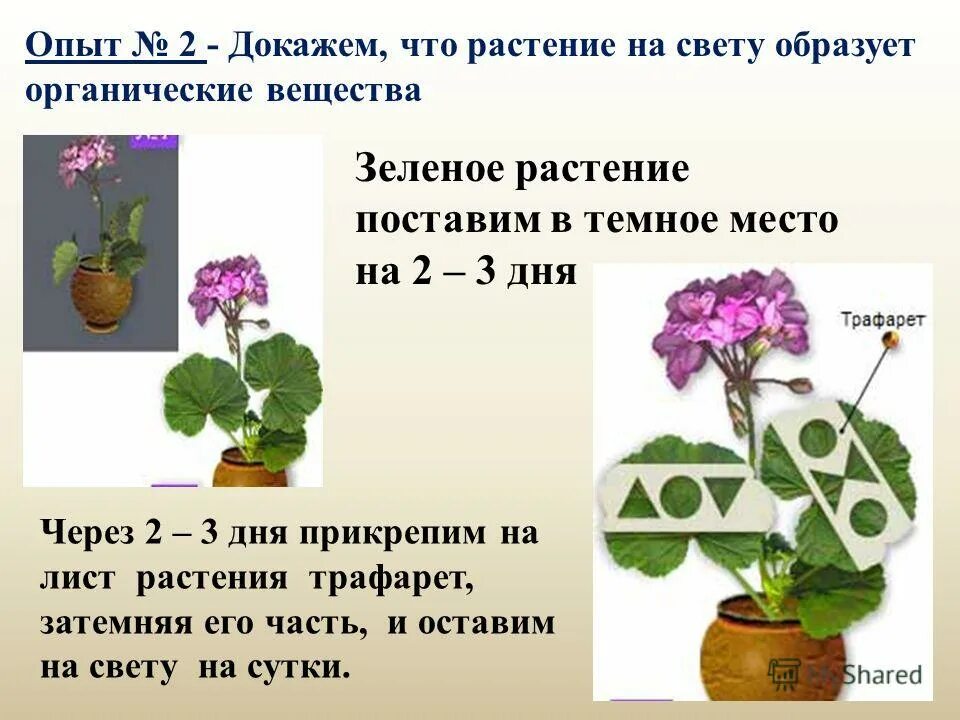 Приведите пример опыта подтверждающего