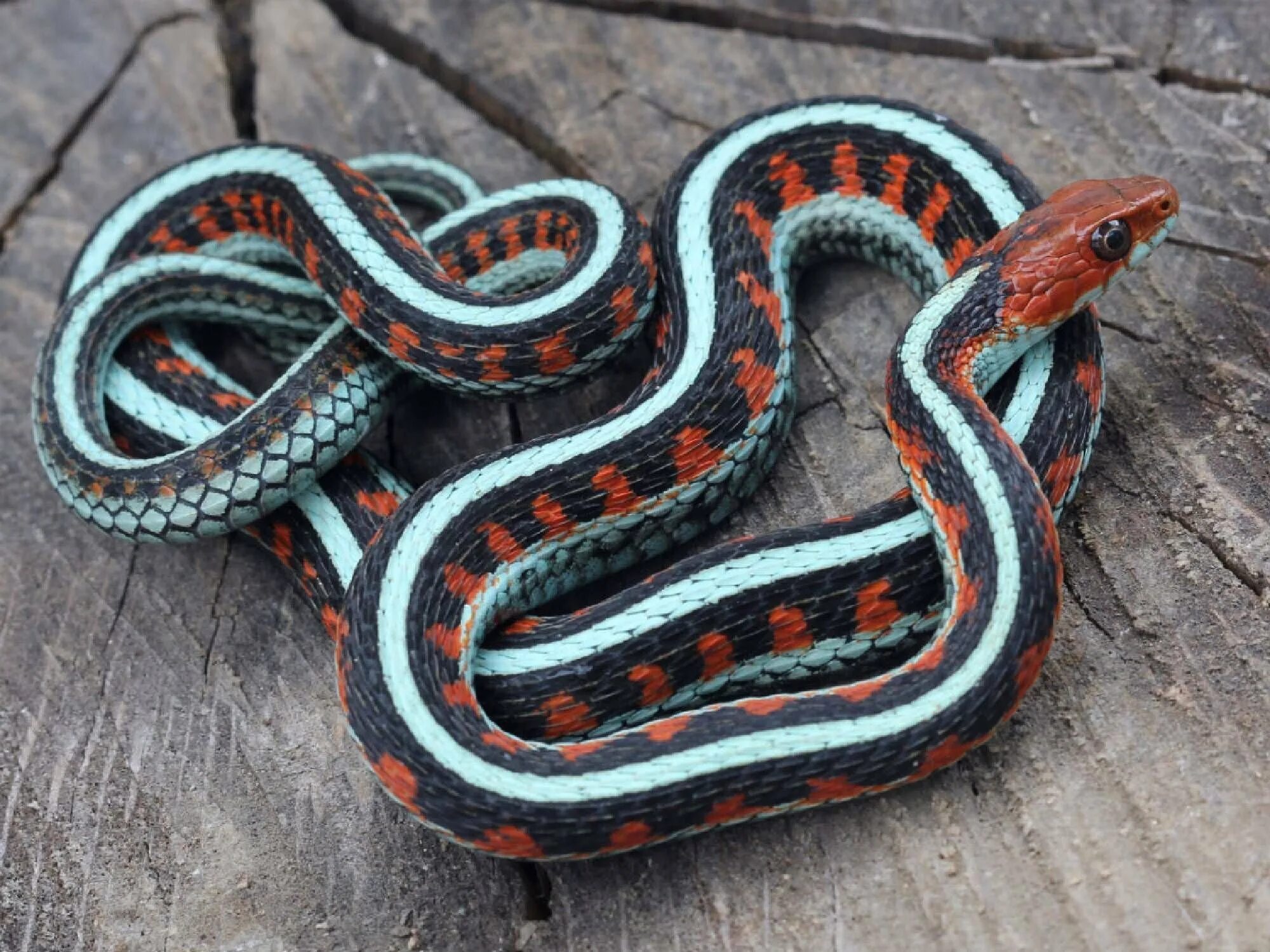 Подвязочная змея (thamnophis sirtalis). Канадский змей. Канадский змей. Бирманский питон. Полосатый полоз змея.