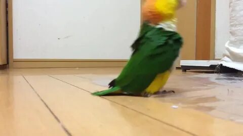 Это попугай видео